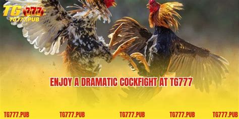 cockfightbet.cc|cockfight international online betting .